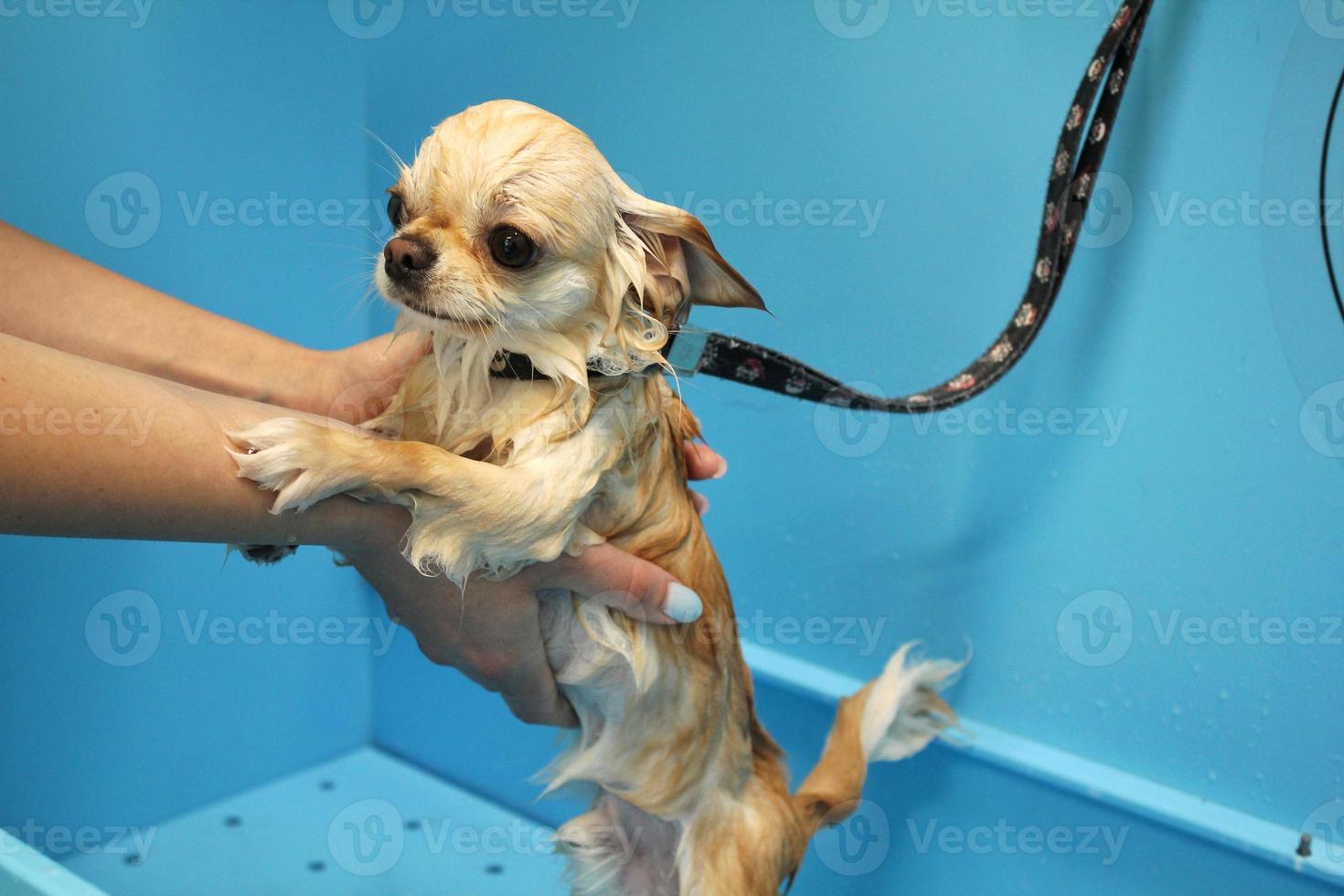 Lustiger Chihuahua, der im Pflegesalon duscht. hände einer pflegerin, die einen hund mit sicherheitsgurt badet. nasses Fell. professionelles waschen, hygiene, wellness, spa-verfahren von tierkonzepten. Nahaufnahme foto