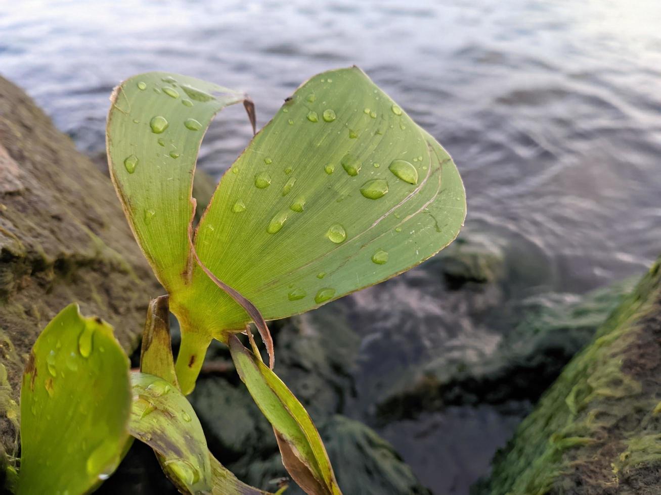 Regentropfen auf frischen grünen Blättern foto