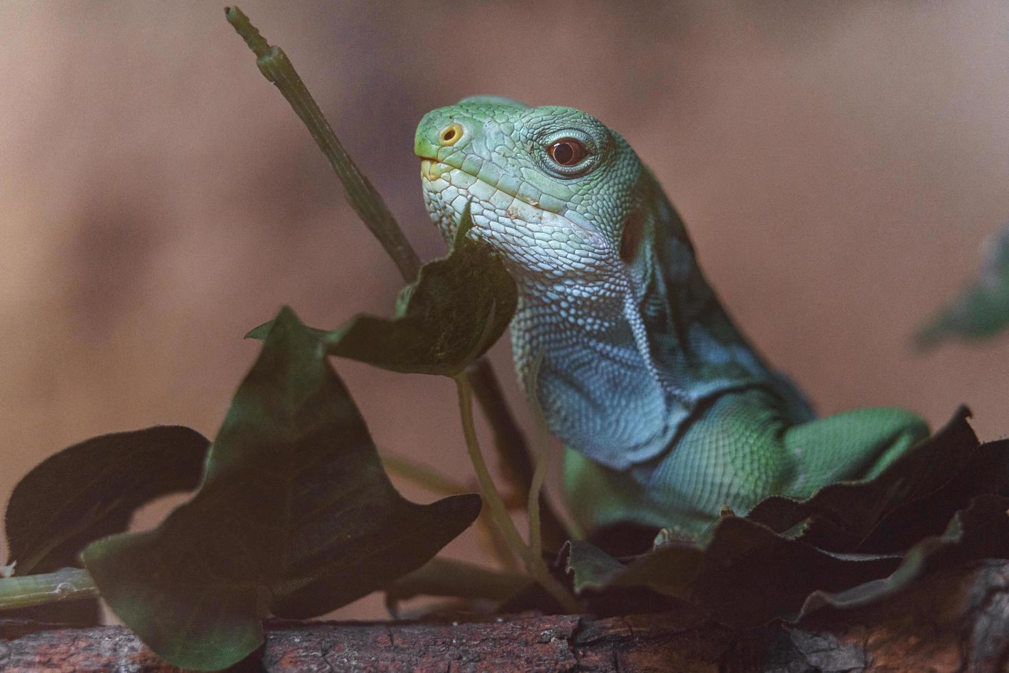 Leguan mit Fidschi-Band foto