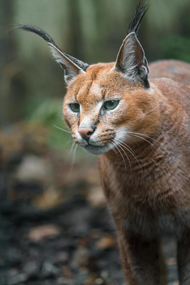 Porträt von Caracal foto