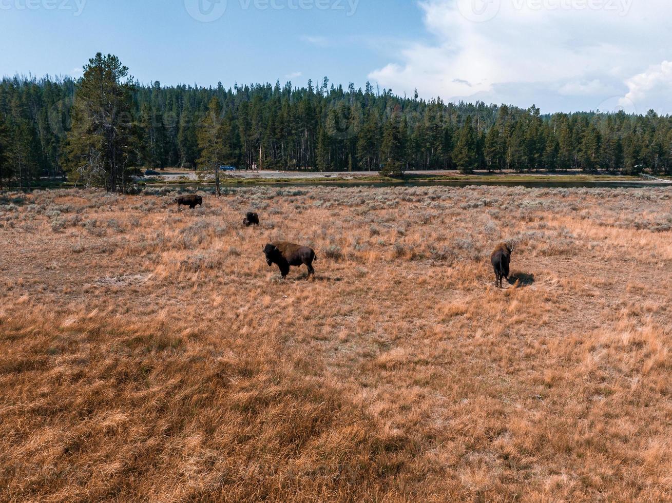 Bison im Yellowstone-Nationalpark, Wyoming foto