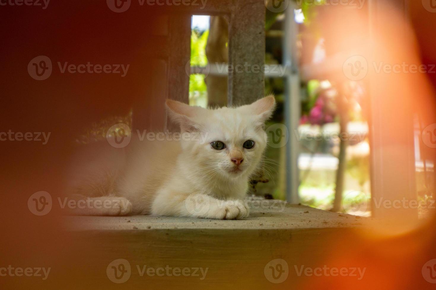 süßes weißes Kätzchen auf der Suche. weiße kleine katze, die im garten spielt. foto