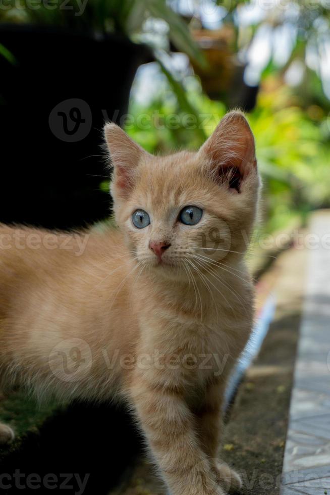 Kätzchen, das im Garten spielt. Orangefarbene kleine Katze, die morgens im Freien spielt. foto