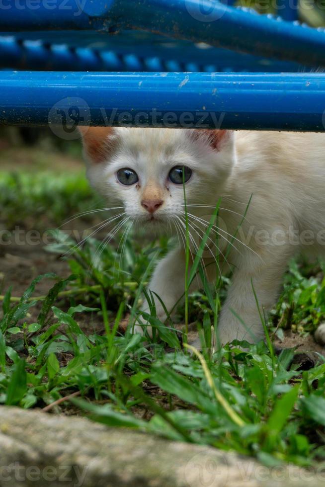 süßes weißes Kätzchen auf der Suche. weiße kleine katze, die im garten spielt. foto