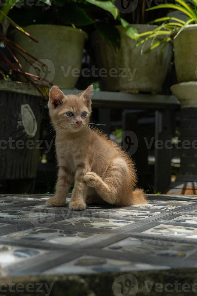 Kätzchen, das im Garten spielt. Orangefarbene kleine Katze, die morgens im Freien spielt. foto