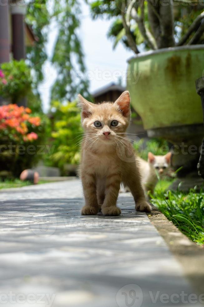 Kätzchen, das im Garten spielt. Orangefarbene kleine Katze, die morgens im Freien spielt. foto