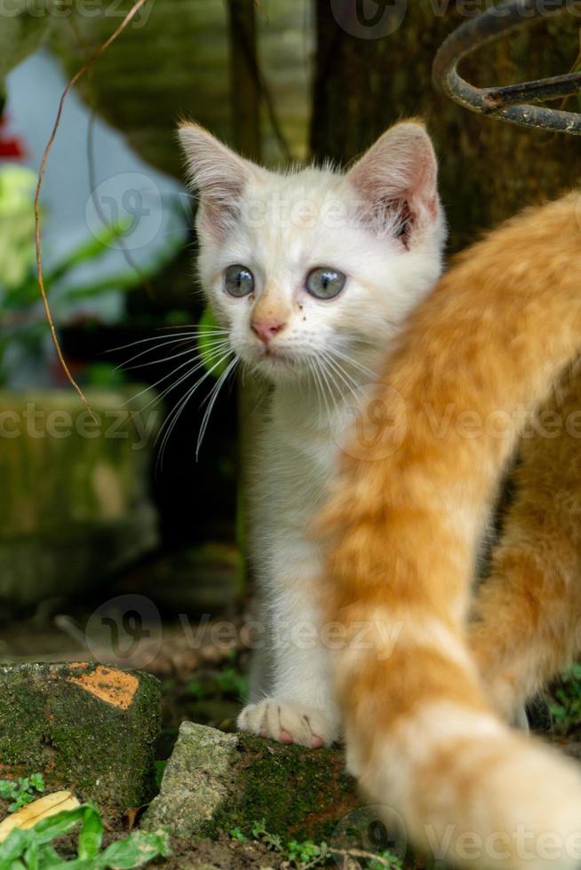 süßes weißes Kätzchen auf der Suche. weiße kleine katze, die im garten spielt. foto