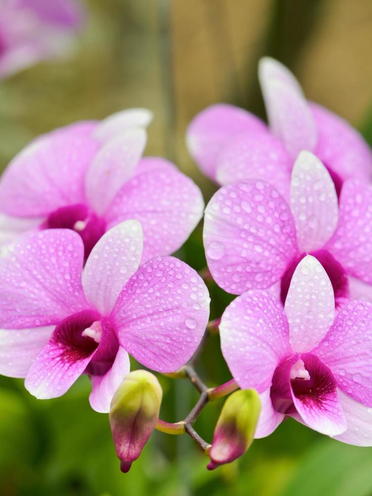 Dendrobium-Orchideen-Hybriden sind weiß und rosa gestreift foto