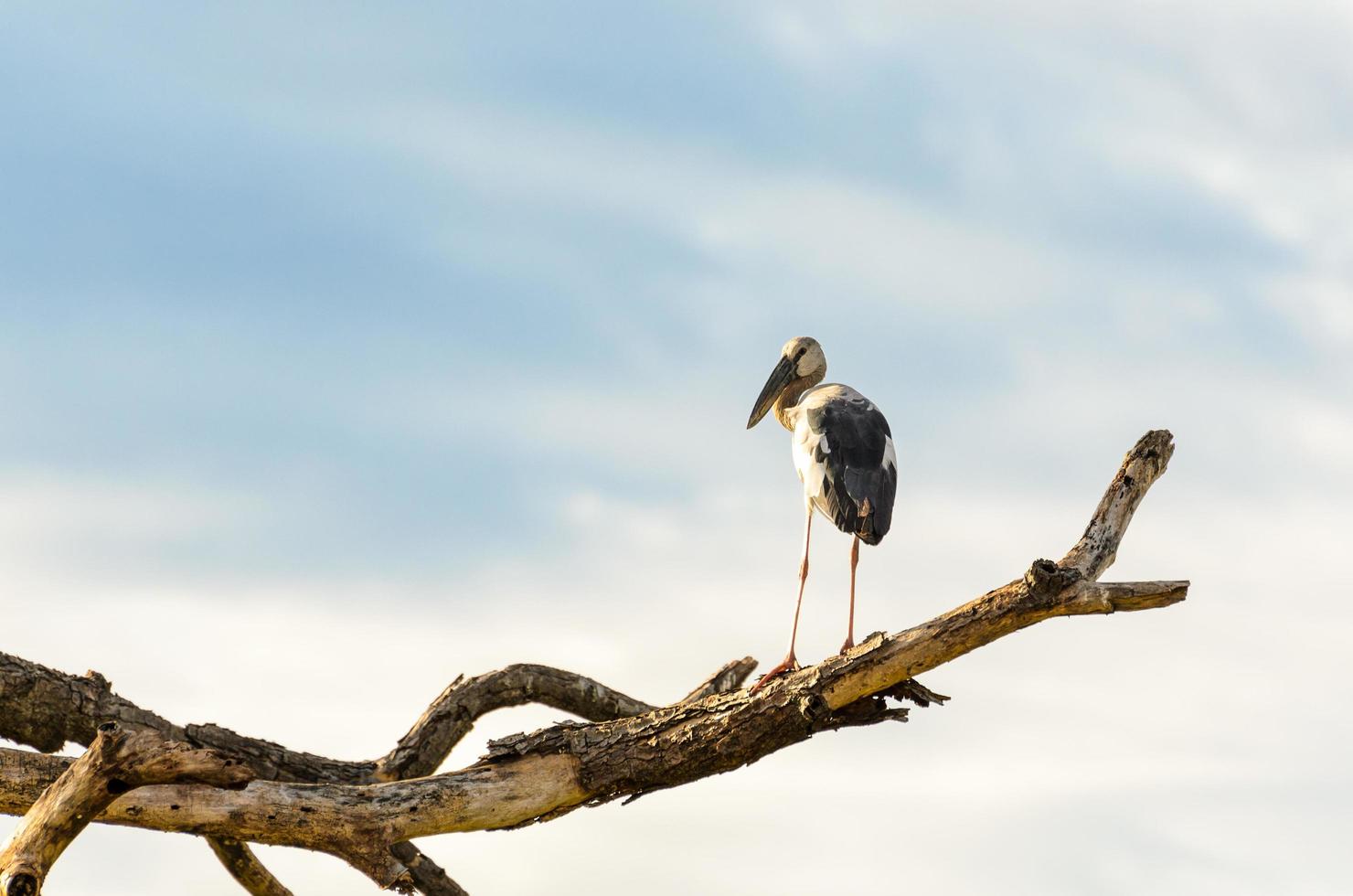 asiatischer openbill, anastomus oscitans weißer vogel, der allein steht foto