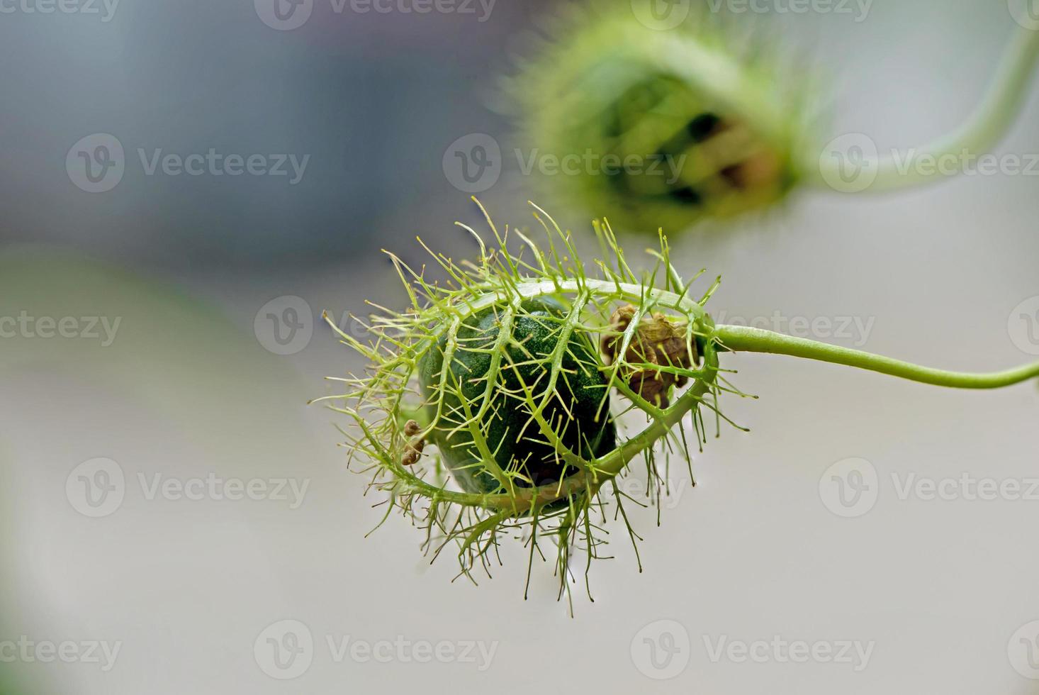 die frucht der stinkenden passionsblume, scharlachrote passionsblume, die im garten blüht foto