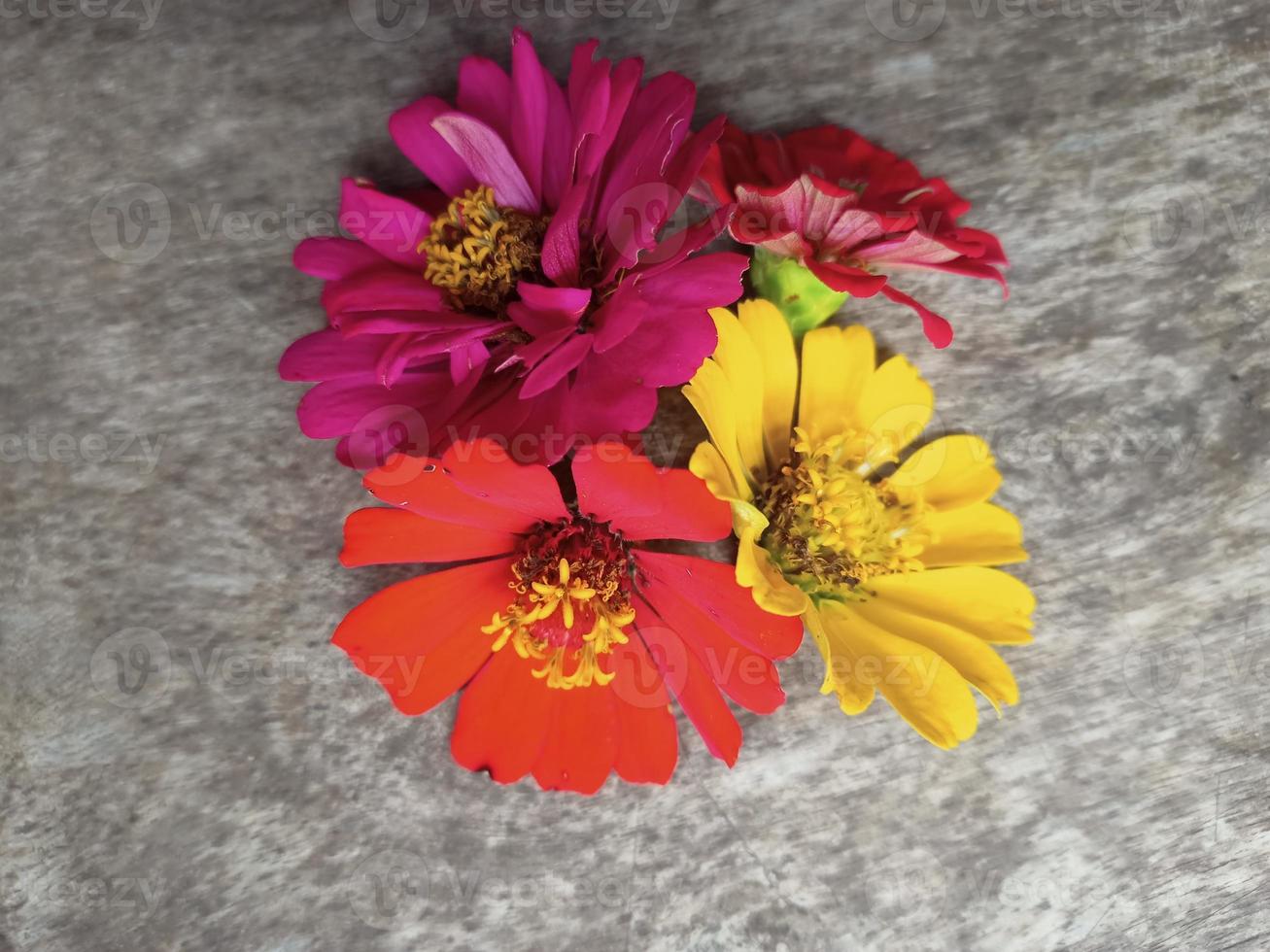 ästhetische bunte blumen auf holzstrukturhintergrund foto