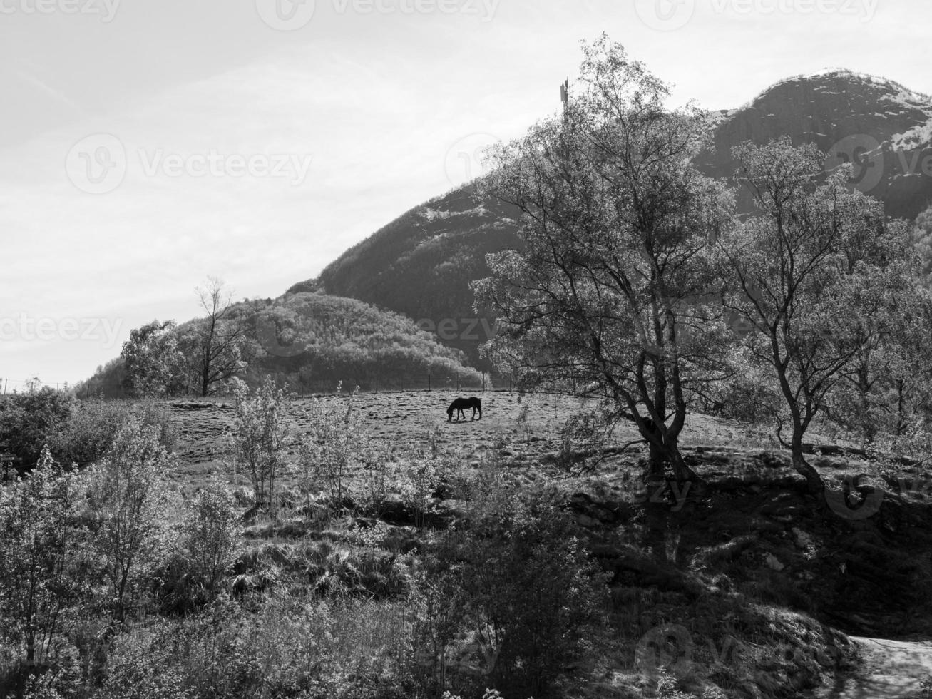 Flamme in Norwegen foto