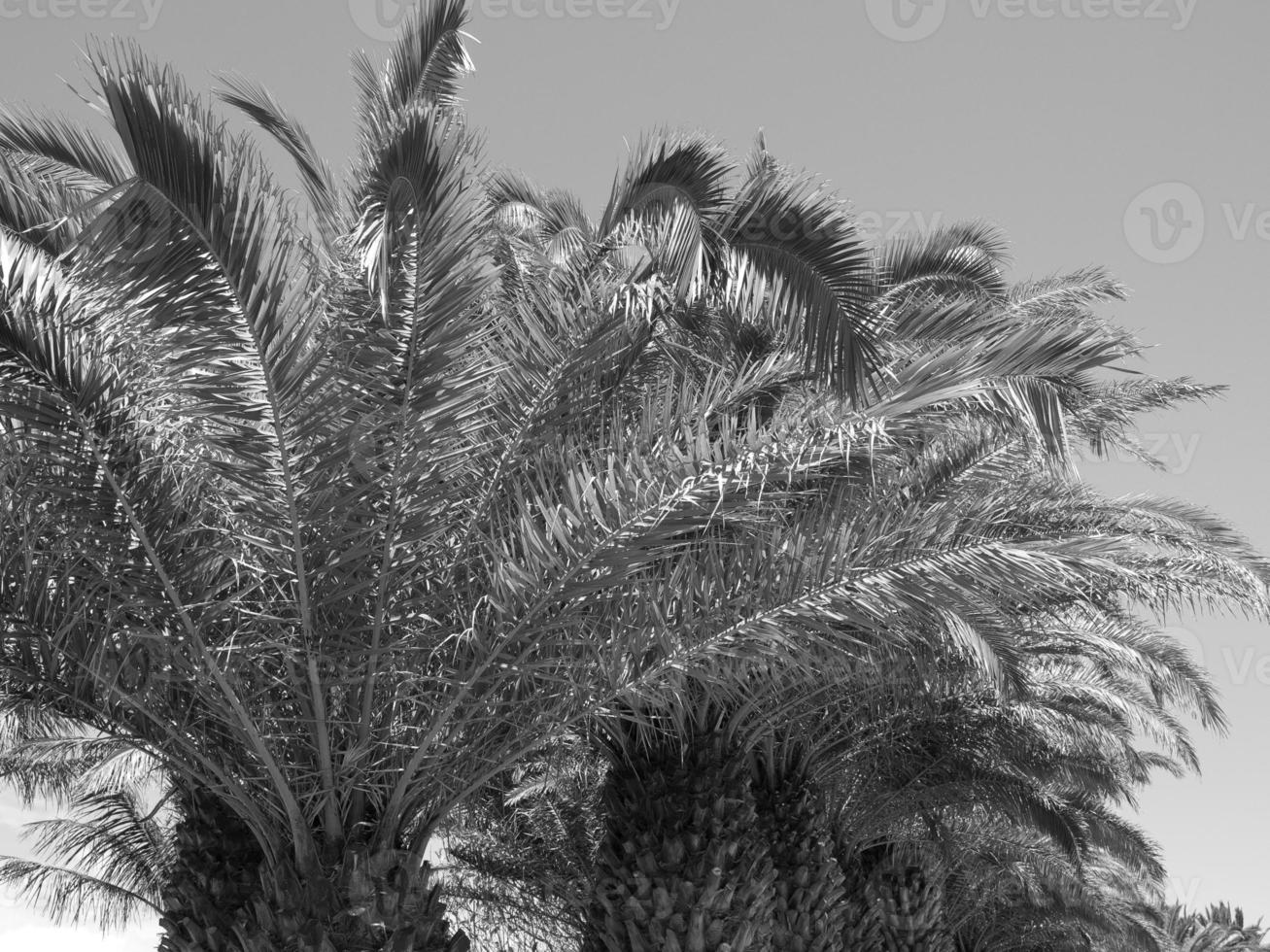 Insel Lanzarote in Spanien foto