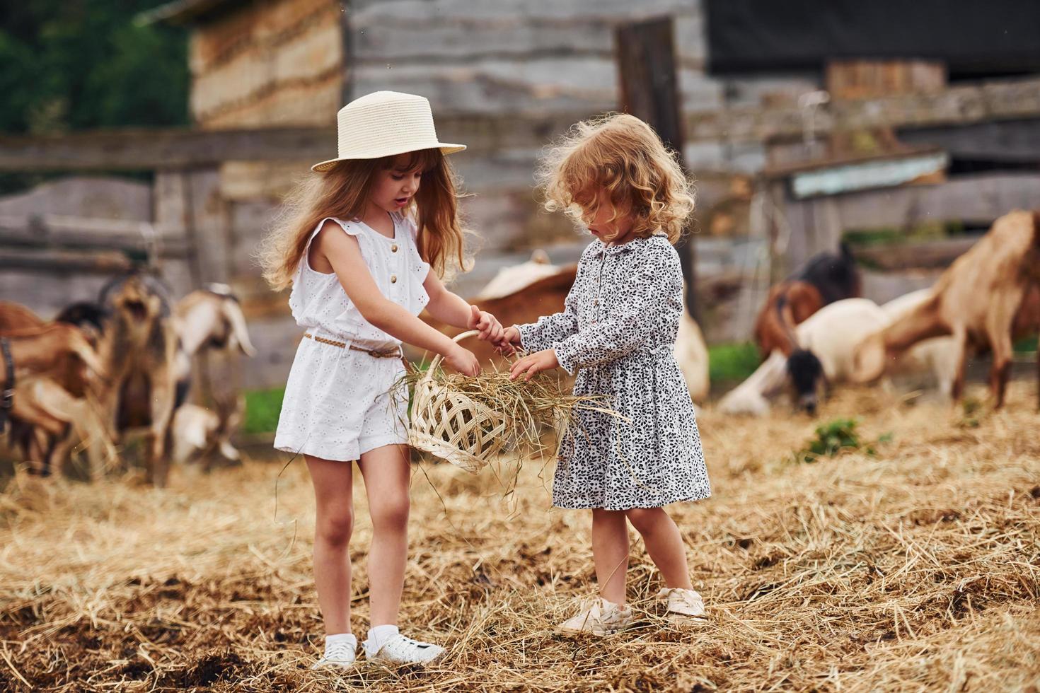 zwei kleine mädchen zusammen auf dem bauernhof im sommer mit wochenende mit ziegen foto