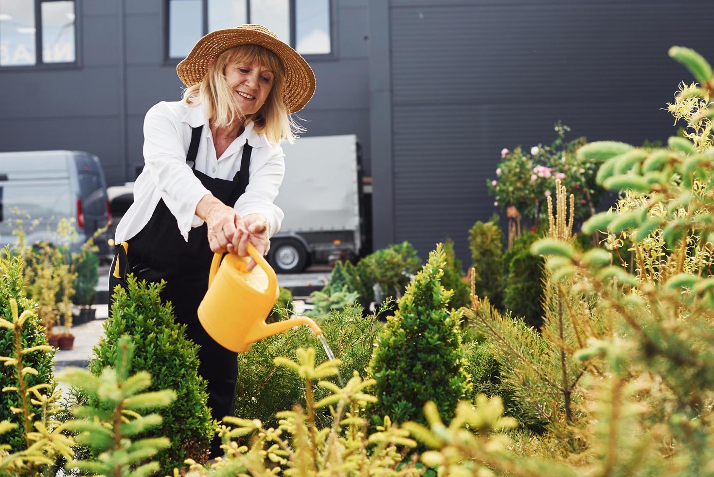 Pflanzen gießen. Seniorin ist tagsüber im Garten foto