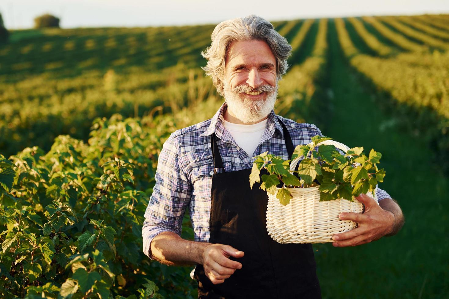 mit Korb in den Händen. Älterer stilvoller Mann mit grauem Haar und Bart auf dem landwirtschaftlichen Feld mit Ernte foto