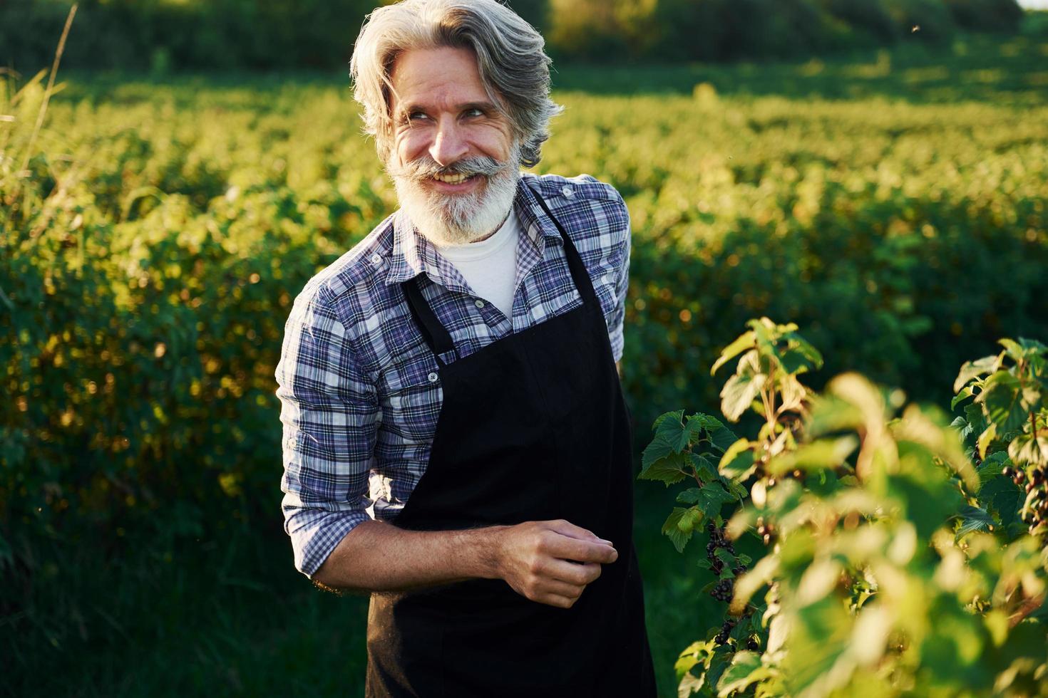 Älterer stilvoller Mann mit grauem Haar und Bart auf dem landwirtschaftlichen Feld mit Ernte foto