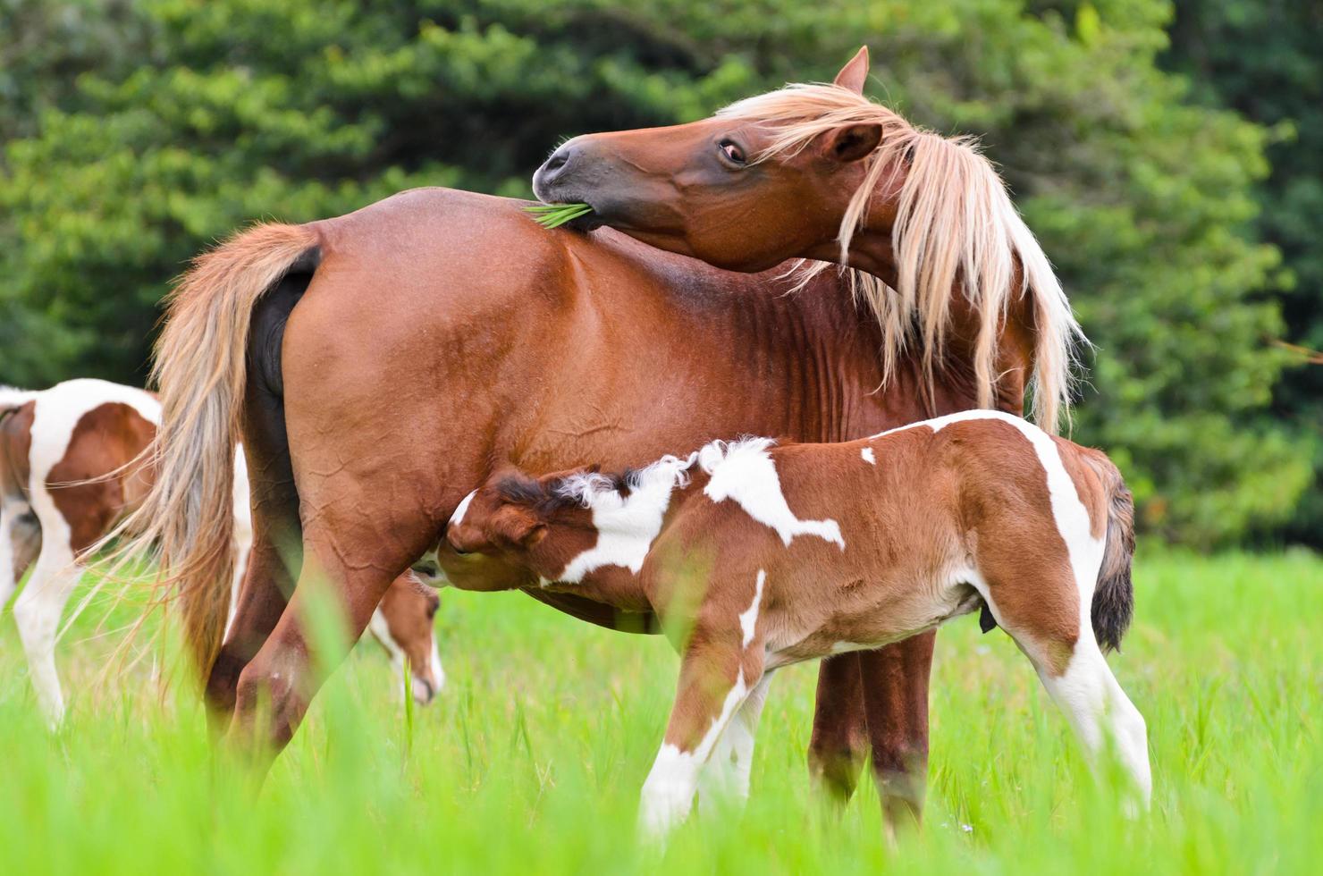 Pferdefohlen, das von der Mutter gesäugt wird foto