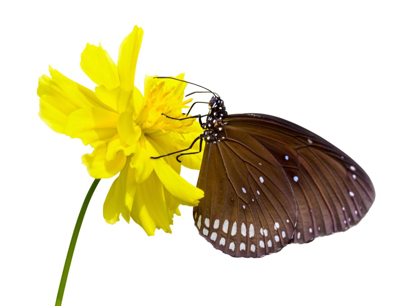 Schwarzer Kaiser-Schmetterling, Penthema Binghami foto