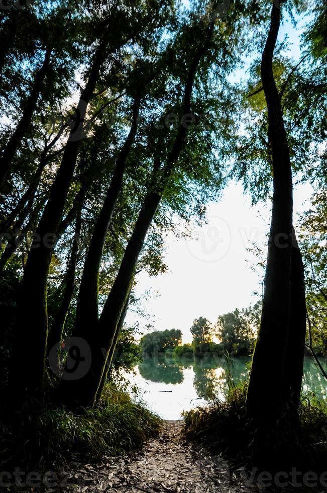 schöner Waldblick foto