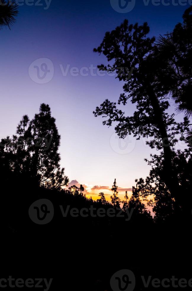 schöner Waldblick foto