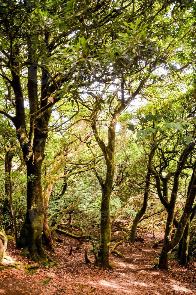 schöner Waldblick foto