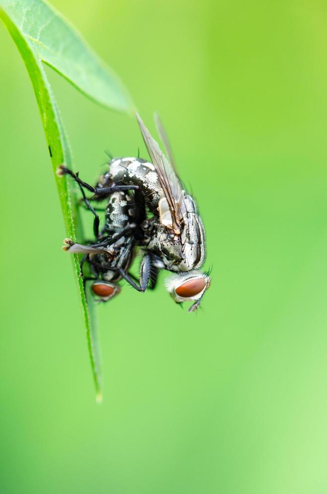 Paarung von Fleischfliegen foto