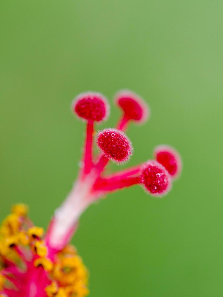 rotes Fruchtblatt der Hibiskusblüten foto