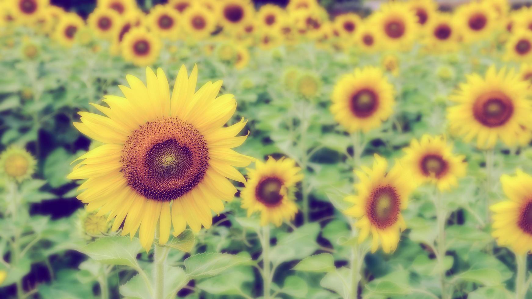 Vintage-Stil Unschärfe Hintergrund der Sonnenblume foto