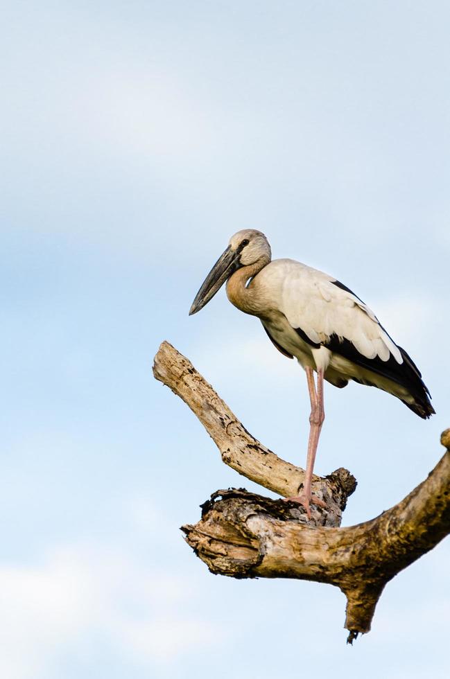 asiatischer openbill, Anastomus oscitans weißer Vogel, der allein steht foto