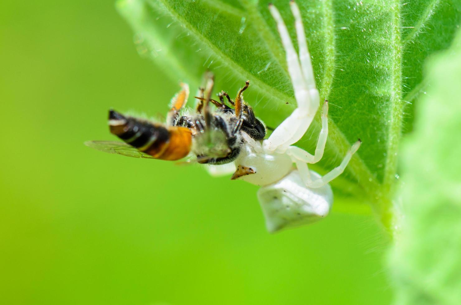 weiße Krabbenspinne, die eine Biene isst foto