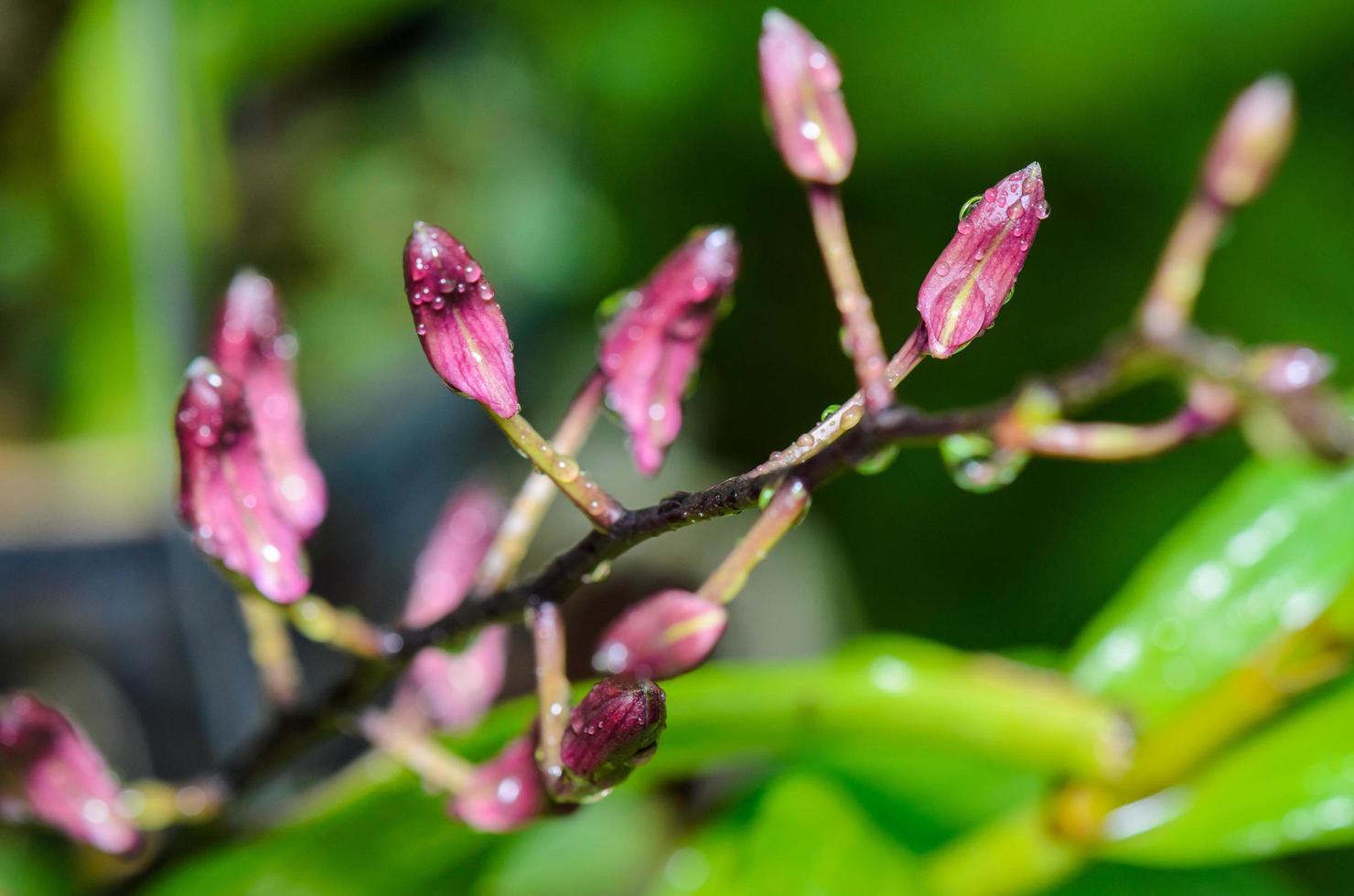 Knospen von Dendrobium-Orchideen-Hybriden sind weiß mit rosa Streifen foto