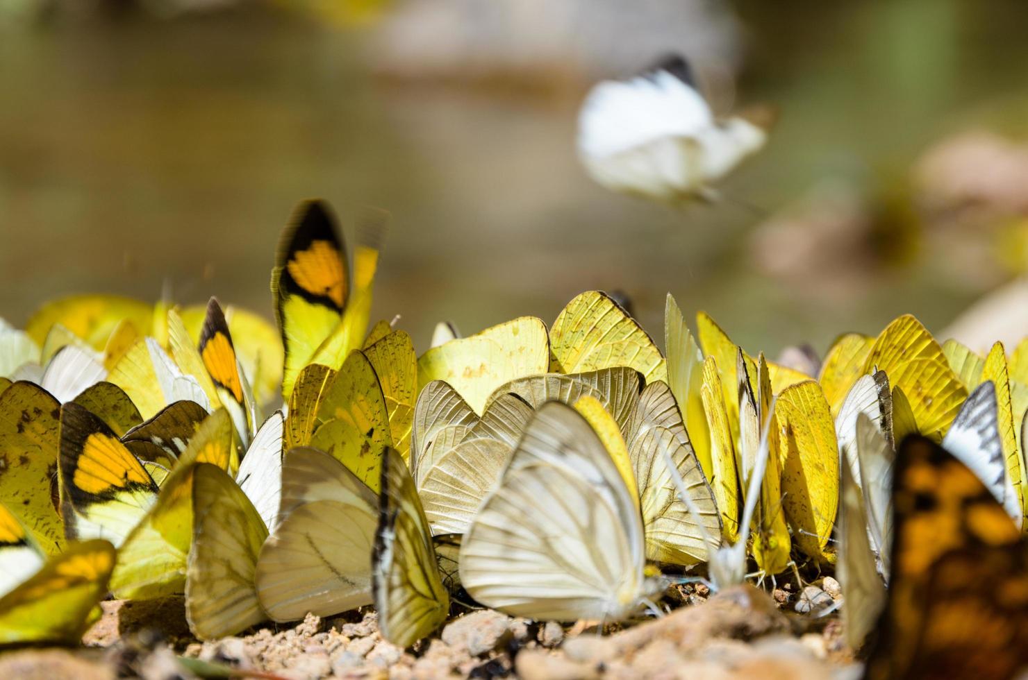 große Gruppe von Schmetterlingen, die sich auf dem Boden ernähren. foto