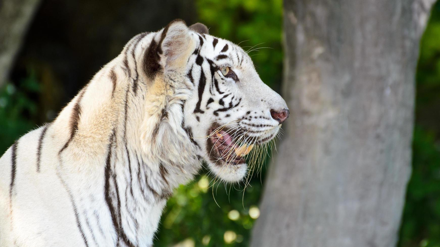 Seite des weißen Tigers foto