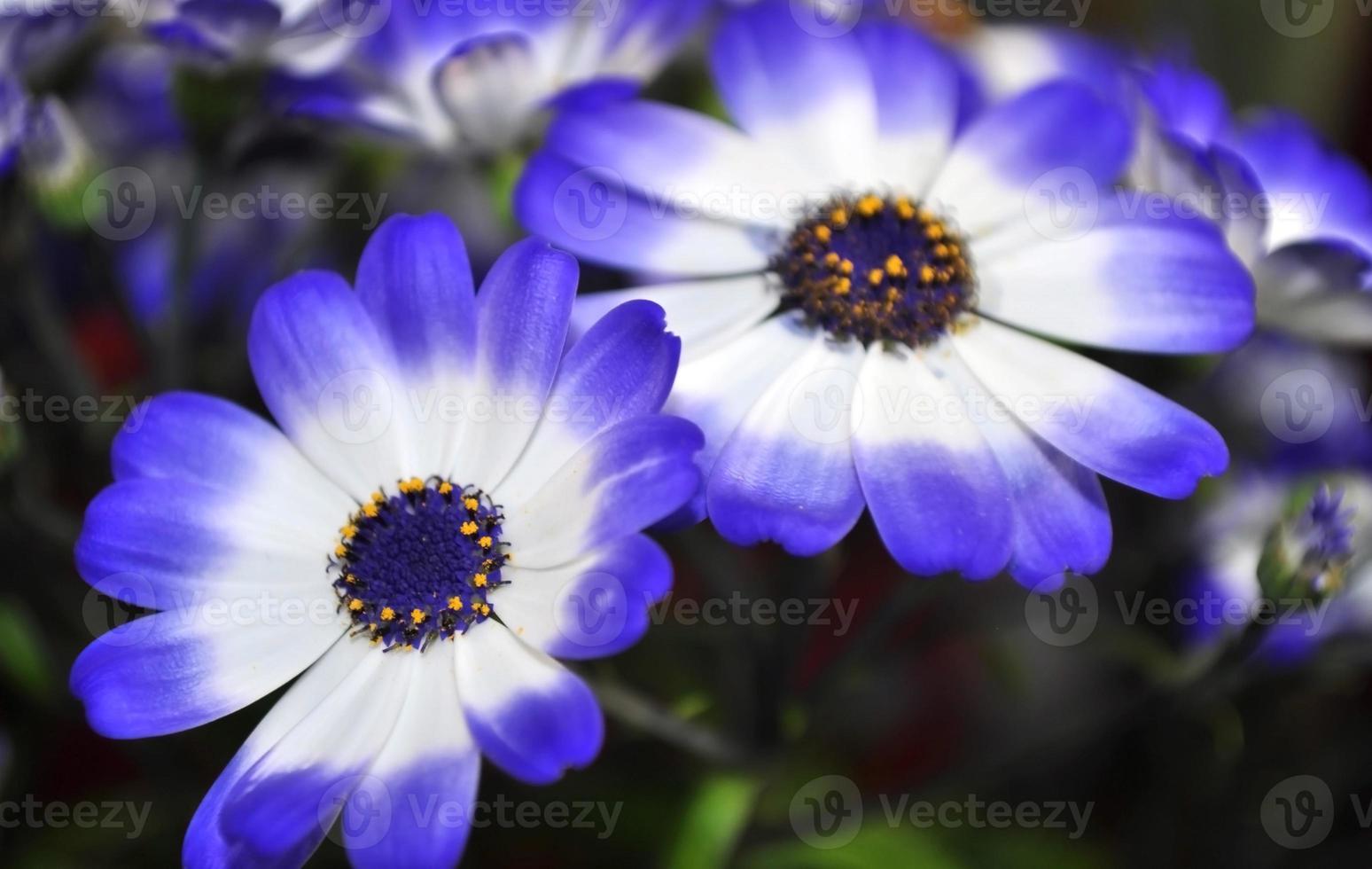 swan river daisy oder compositae, auch bekannt als zierliche blaue blumen, eingetopfte blaue pericallis foto