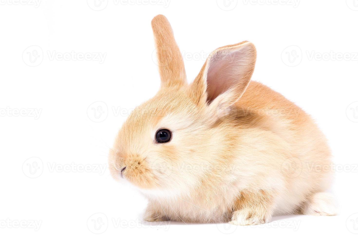 Kopf eines Ingwerkaninchens auf weißem Hintergrund. dekorativer Hase. Ostern-Konzept. foto