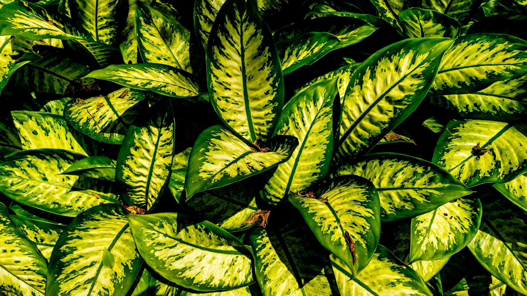 dieffenbachia Pflanzenblätter im Hintergrund foto