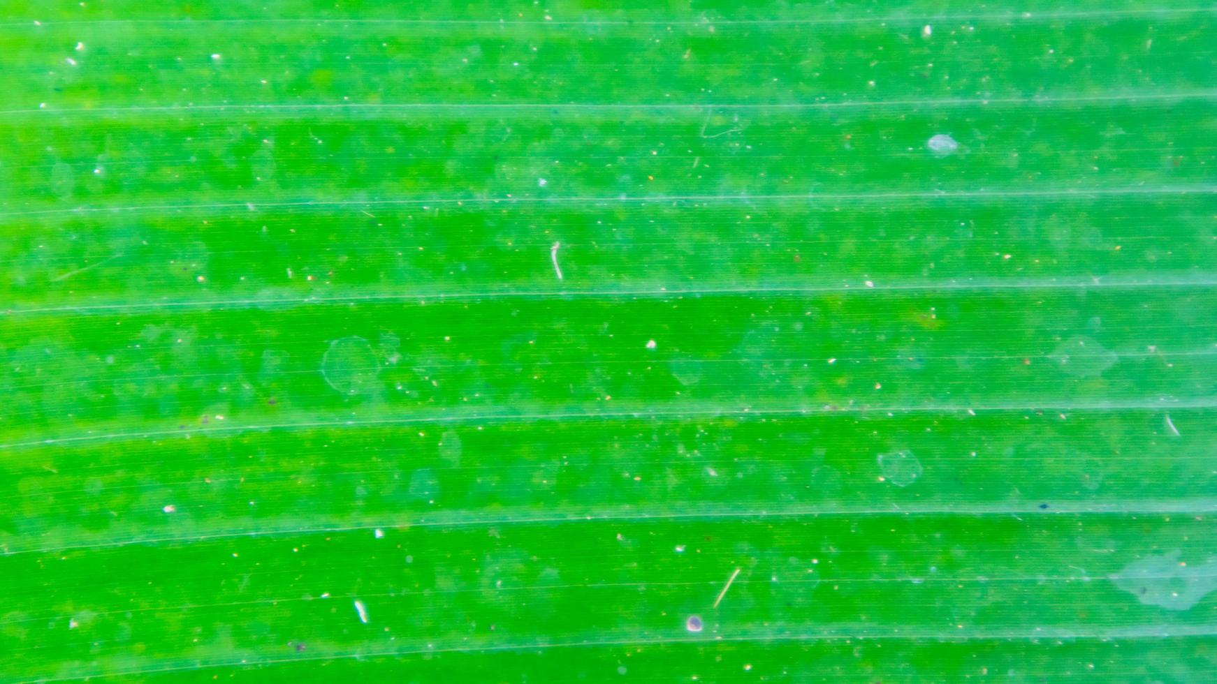 Bananenblatt-Textur als Hintergrund foto