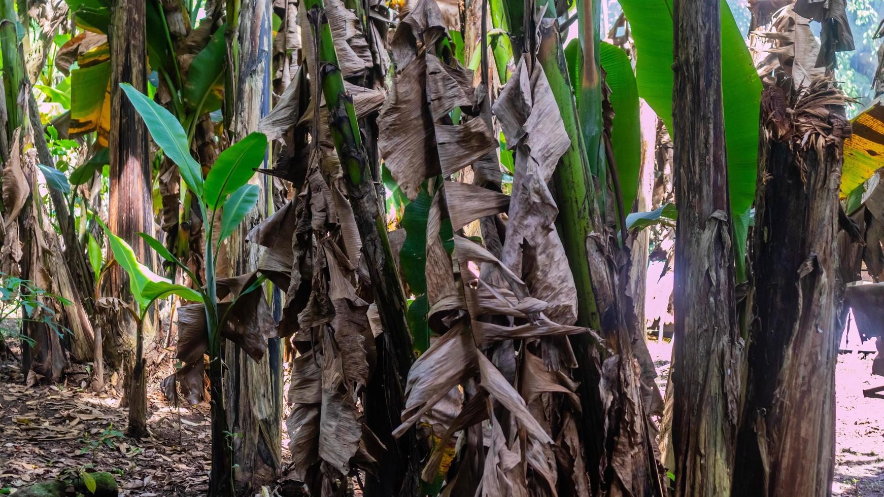 die schönen Bananenstauden als Hintergrund foto