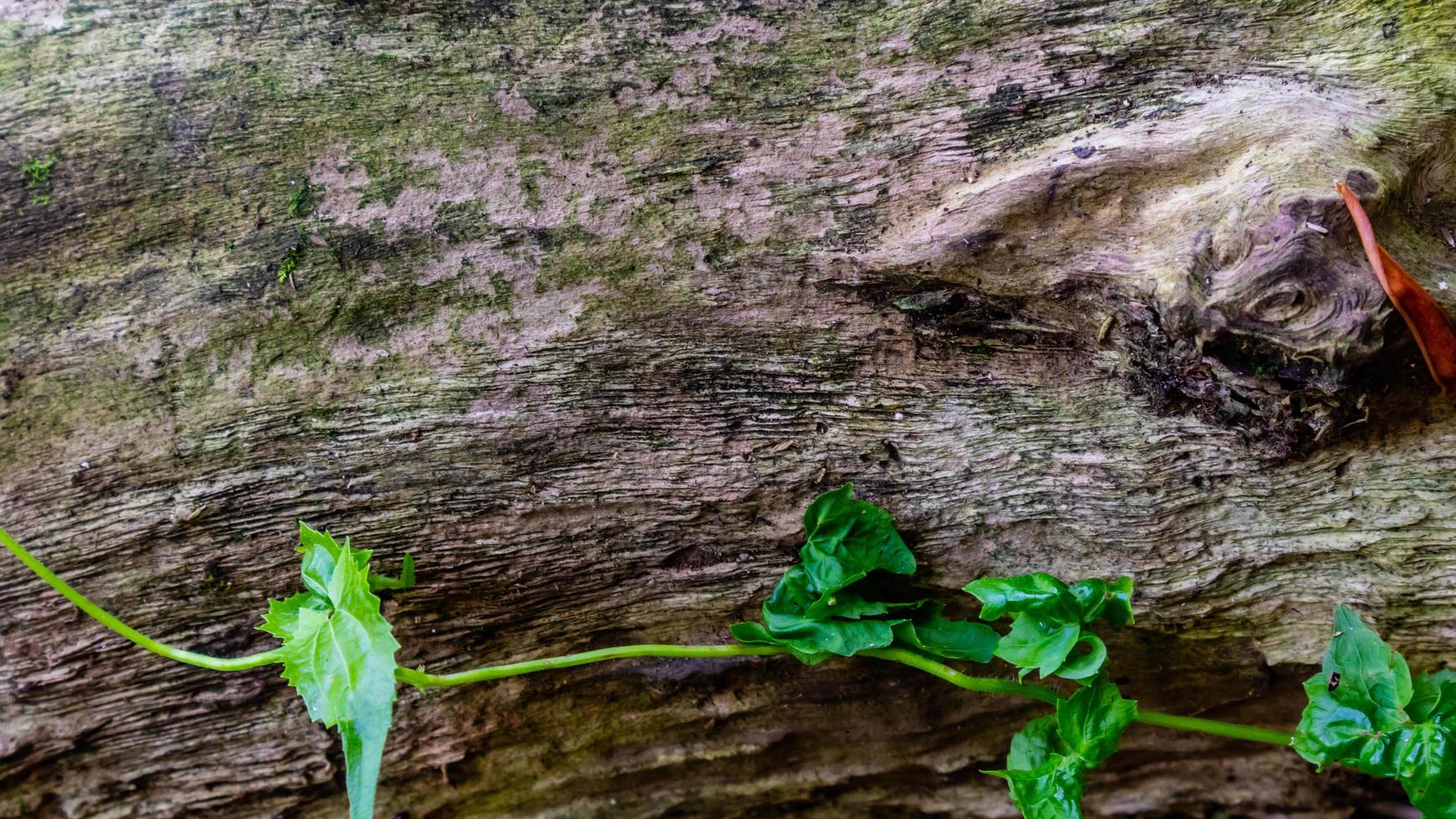 moosige Holzstruktur als Hintergrund foto