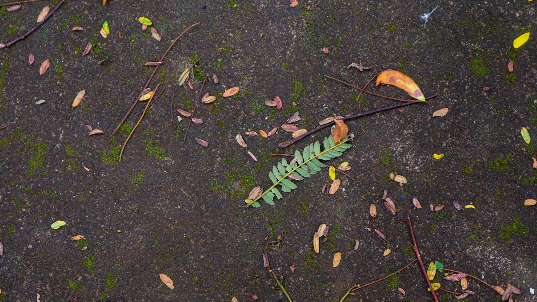 moosige Betonstraßenstruktur mit gefallenen und trockenen Blättern foto