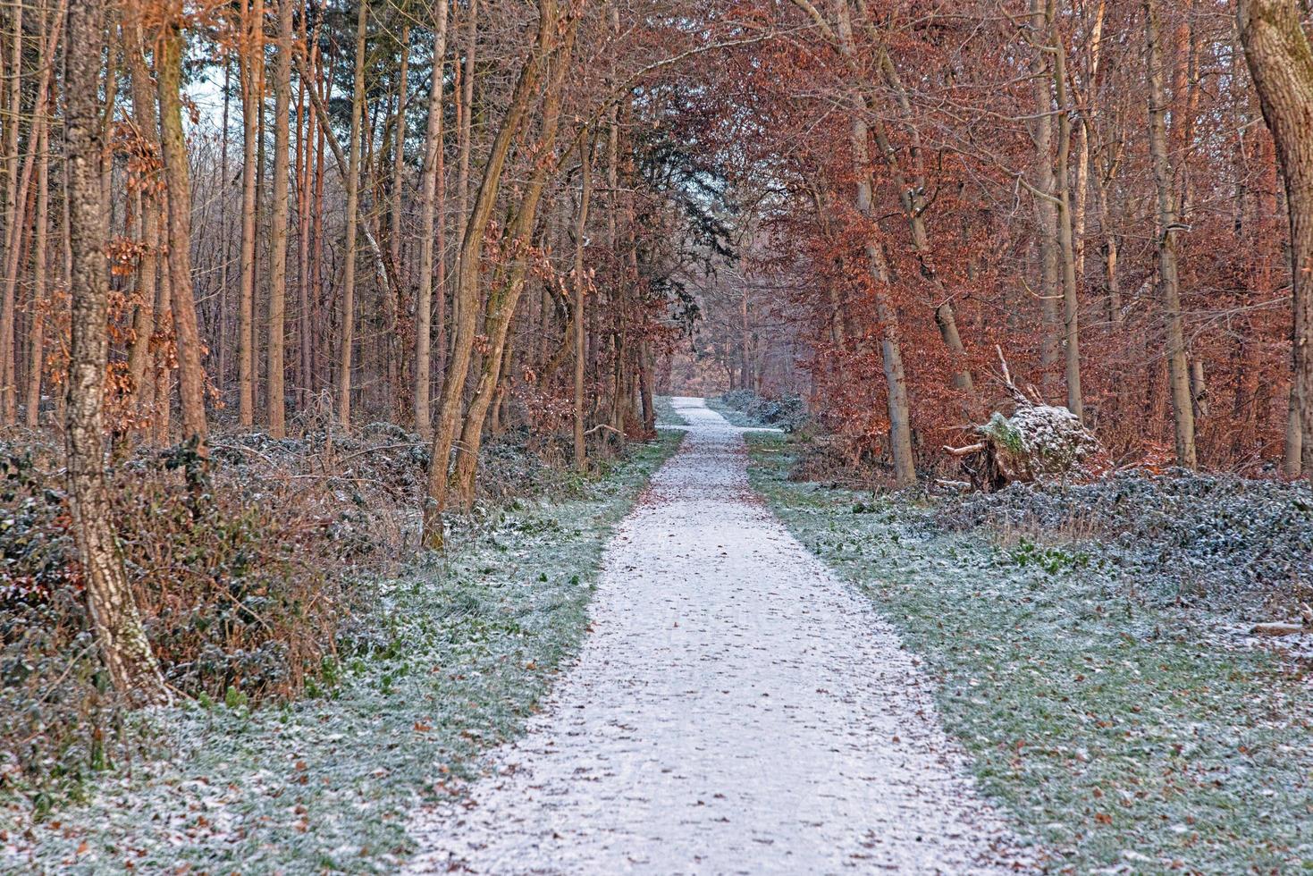 Bild eines Fußwegs durch einen winterlichen Wald foto