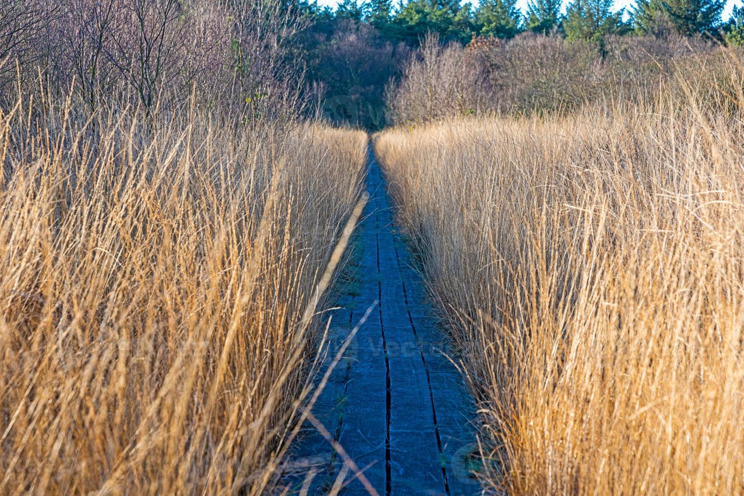 Bild eines geraden Holzstegs für Wanderer durch Sumpf mit hohem Grasbewuchs foto