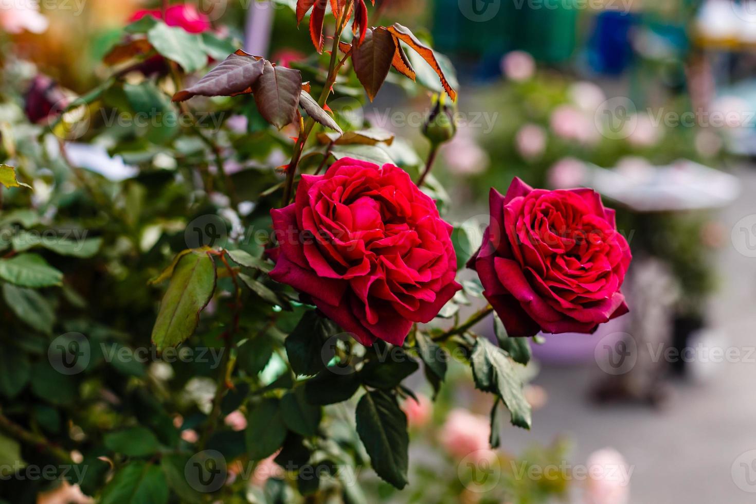 schöne Pflanze mit Rosenstrauß blühende Rosen und Fuchsien auf grünem Hintergrund foto