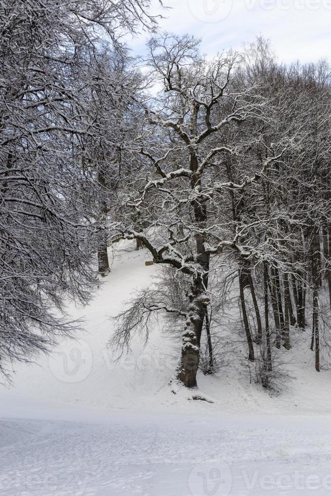 Weg und Bäume in einem Park im Schnee im Winter foto