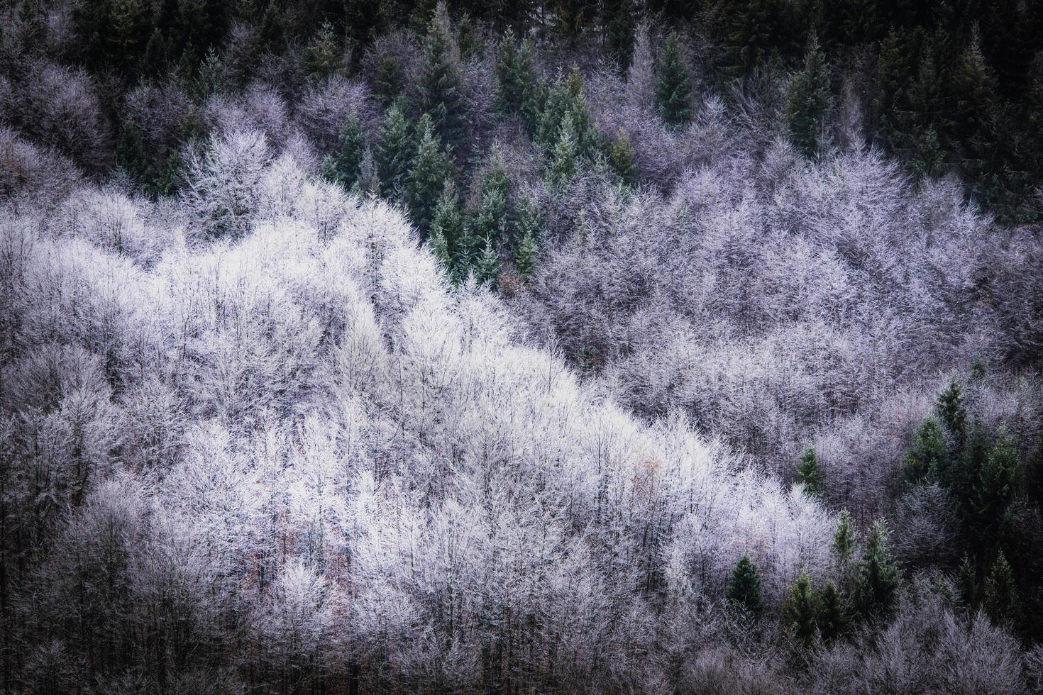 gemischter Laub- und Nadelwald foto