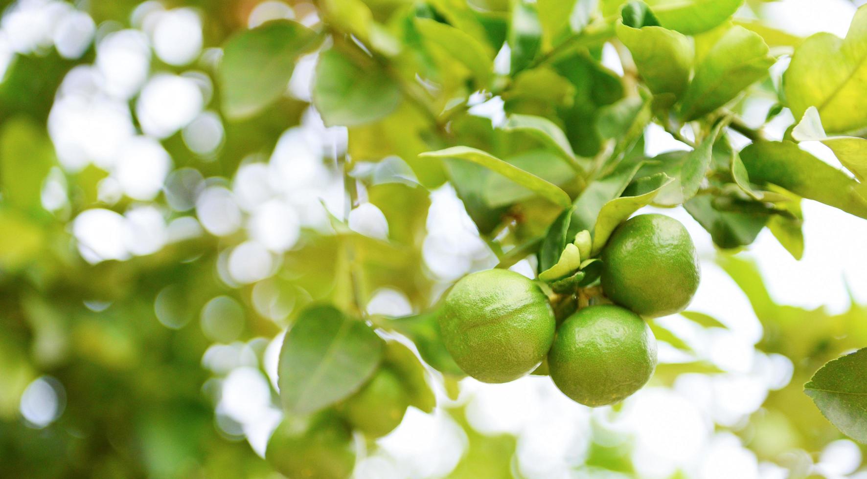 grüne Limetten auf einem Baum frische Limettenzitrusfrüchte im Gartenbauernhof landwirtschaftlich mit naturgrünem Unschärfehintergrund foto