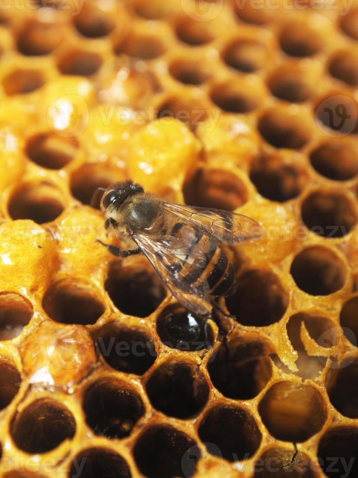 Biene und Hexzagon halten voller Honig foto