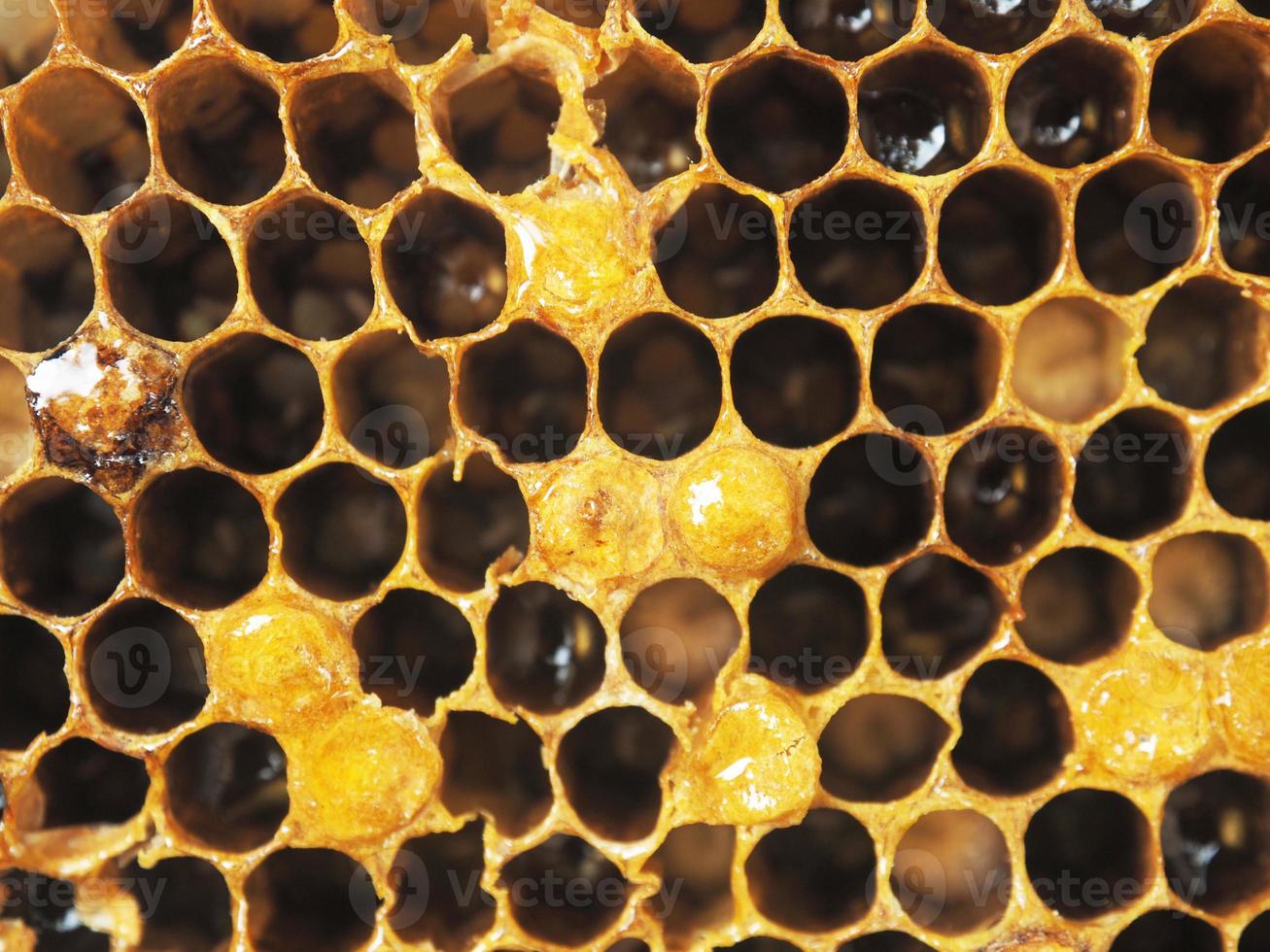 Biene und Hexzagon halten voller Honig foto