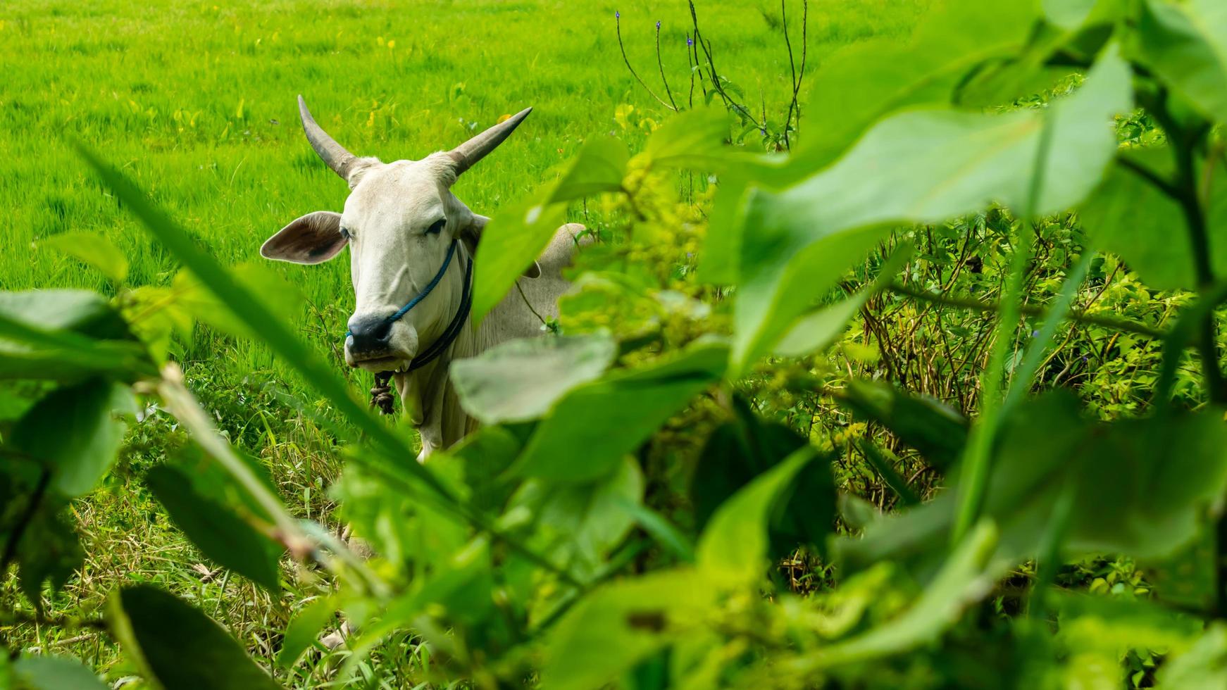 Kühe entspannen sich auf grünem Gras foto